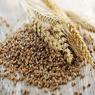 Whole Wheat Grains 1 Kg