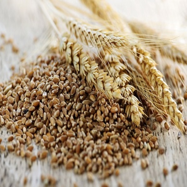 Whole Wheat Grains 1 Kg